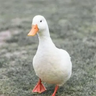 量子汇聚 - Quantum Convergence 量子汇聚 - Quantum Convergence